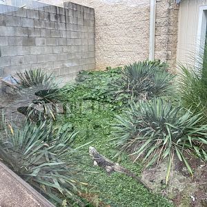 Cuban Rock Iguana outdoor exhibit