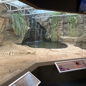 Komodo Dragon exhibit