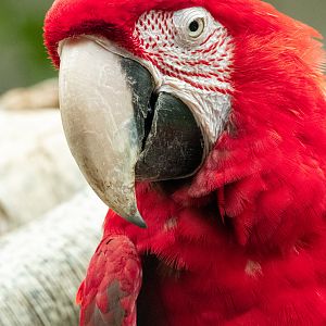Green Winged Macaw