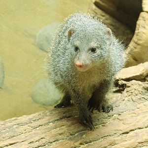 Banded Mongoose