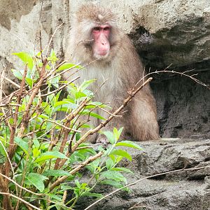Snow Monkey