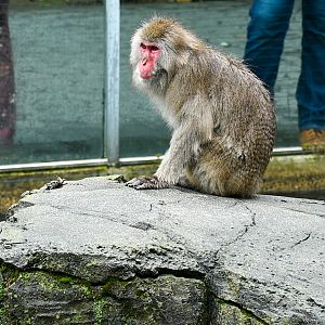 Snow Monkey