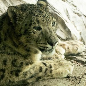 Snow Leopard
