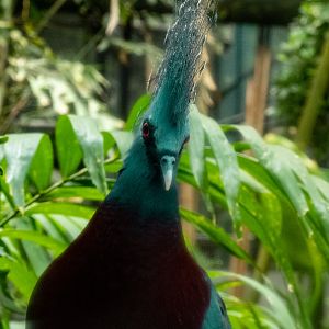 Victoria Crowned Pigeon