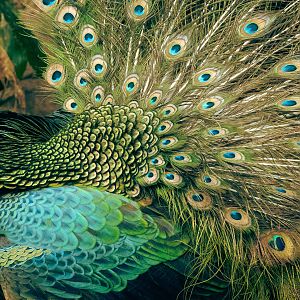 Peacock