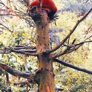 Red Panda