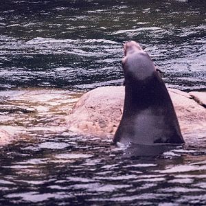 California Sea Lion