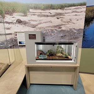 Delaware Museum of Science & Nature - Live species, Dark Fishing Spider