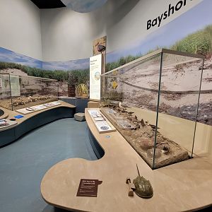Delaware Museum of Science & Nature - Bayshore dioramas
