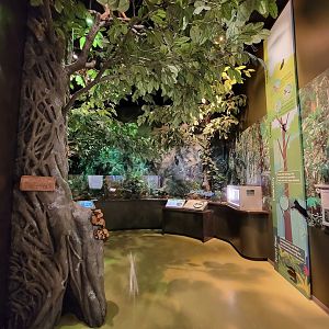 Delaware Museum of Science & Nature - Amazon Rainforest (Climate Changes Everything)