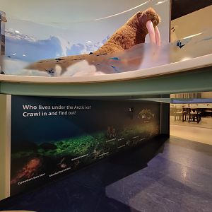 Delaware Museum of Science & Nature - Who lives under the Arctic ice?