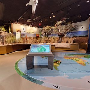 Delaware Museum of Science & Nature - Savanna (Climate Changes Everything)