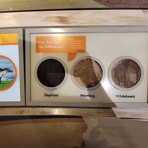 Delaware Museum of Science & Nature - Can you feel the difference? Touch pelts (Climate Changes Everything)