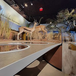 Delaware Museum of Science & Nature - Crawl under the gazelles to see burrowing species (Climate Changes Everything)