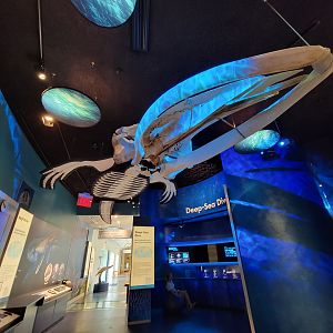 Delaware Museum of Science & Nature - Whale skull