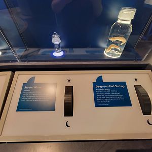 Delaware Museum of Science & Nature - Deep-sea Red Shrimp (Acanthephyra pelagica) and Arrow Worm (Sagitta sp.)