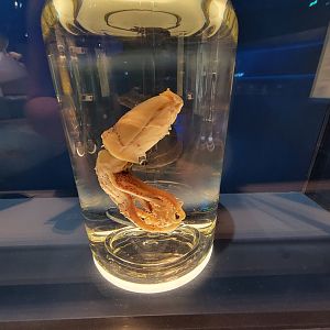 Delaware Museum of Science & Nature - Reverse Jewel Squid (Histioteuthis reversa)