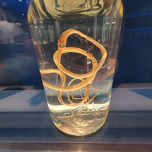 Delaware Museum of Science & Nature - Slender Snipe Eel (Nemichthys scolopaceus)