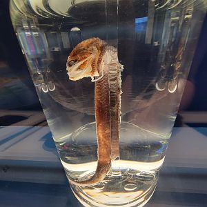 Delaware Museum of Science & Nature - Boa Dragonfish (Stomias boa)