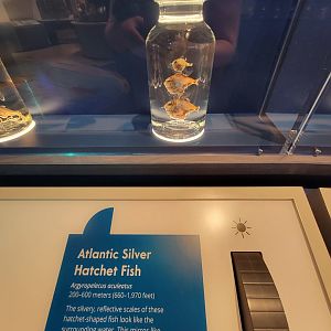 Delaware Museum of Science & Nature - Atlantic Silver Hatchet Fish (Argyropelecus aculeatus)