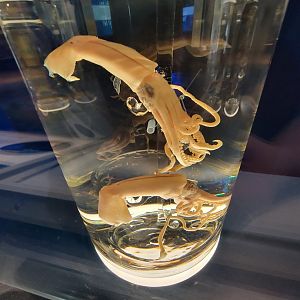 Delaware Museum of Science & Nature - Bean's Squid (Brachioteuthis beanii)