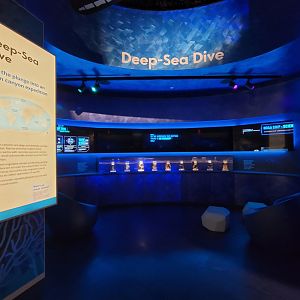 Delaware Museum of Science & Nature - Deep Sea Dive interactive movie and specimens