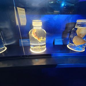 Delaware Museum of Science & Nature - Whip-lash Squid (Magnoteuthis magna) and Deep-sea Flame Clam (Acesta sp.)