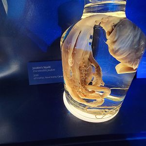 Delaware Museum of Science & Nature - Joubin's Squid (Chiroteuthis joubini)