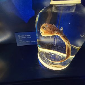 Delaware Museum of Science & Nature - Sloan's Viperfish (Chauliodus sloani)