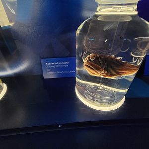 Delaware Museum of Science & Nature - Common Fangtooth (Anoplogaster cornuta)