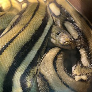 The Alaska State Fair