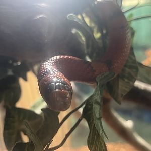 The Alaska State Fair