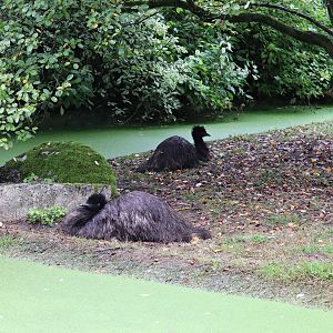 Emu enclosure