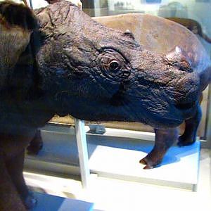 Exotic & Endangered Mammals At Harvard - YouTube