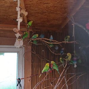 Budgerigar Breedingform