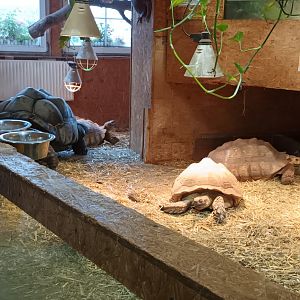 Aldabra Giant Tortoise, African spurred Tortoise, Leopard Tortoise, Radiated Tortoise, Veiled Chameleon and Sebright Chicken indoor Enclosure