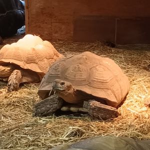 African spurred Tortoises  and Leopard Tortoise