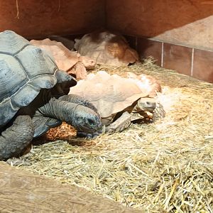 Aldabra giant Tortoise and African spurred Tortoise
