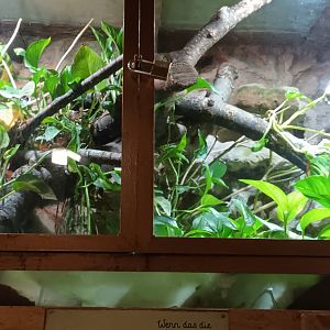 Panther Chameleon Habitat