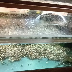 Common snapping Turtle Habitat