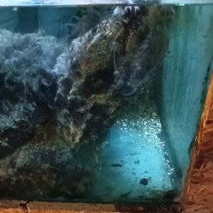 Alligator snapping Turtle