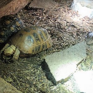 Yellow headed Tortoises and Giant blue toungued Skink