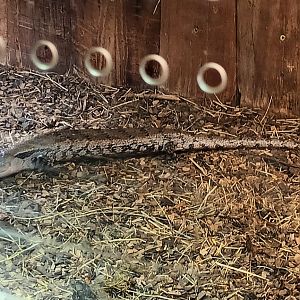 Giant blue toungued Skink