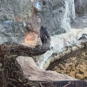 African rock Python