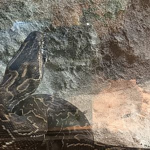 African rock Python closeup