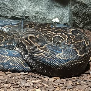 African rock Python