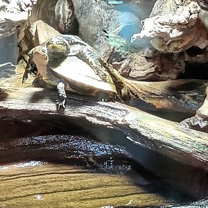 Florida softshell Turtle and Sliders