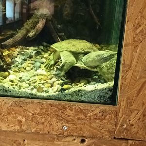 Chinese softshell Turtle