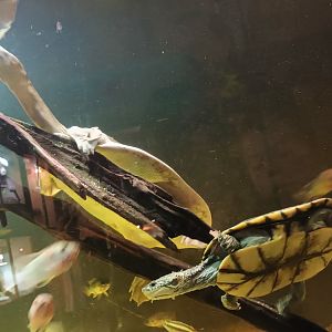 Terrapin and Chinese softshell Turtle