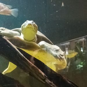 Chinese softshell Turtle and Cichlid